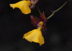 Cyrtochilum aureum