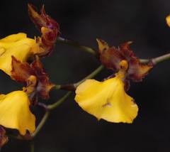Cyrtochilum aureum