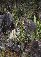 Epidendrum blepharistes