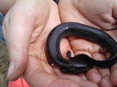 Siren intermedia