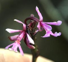 Epidendrum blepharistes