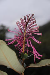 Oreocallis grandiflora