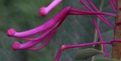 Oreocallis grandiflora