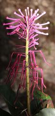 Oreocallis grandiflora