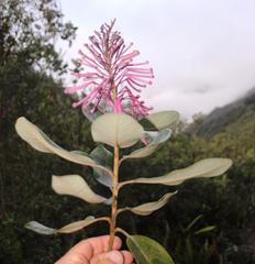Oreocallis grandiflora