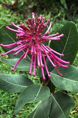 Oreocallis grandiflora