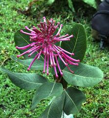 Oreocallis grandiflora