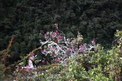 Oreocallis grandiflora