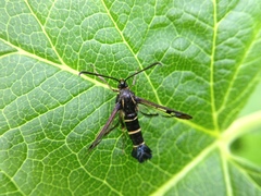 Synanthedon tipuliformis