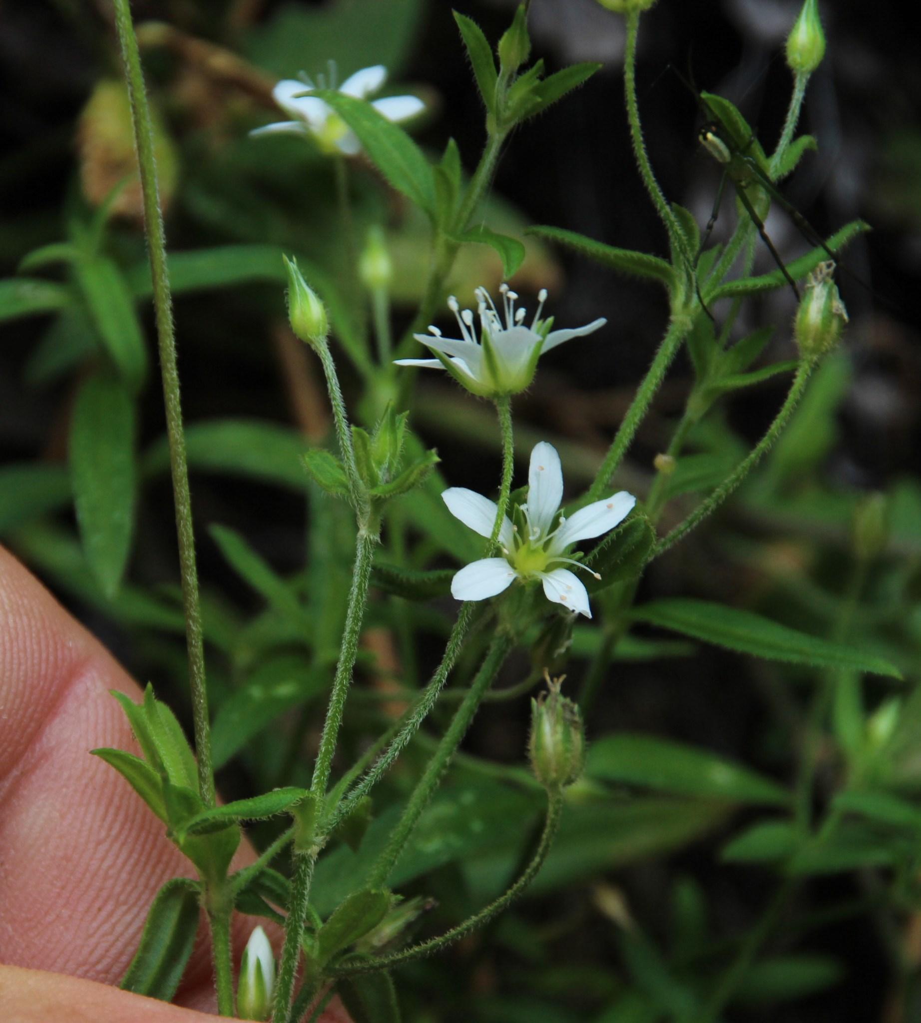 Arenaria lanuginosa
