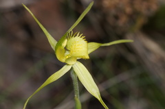 Caladenia flavovirens