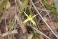 Caladenia flavovirens