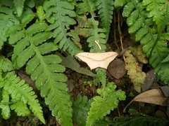 Timandra convectaria