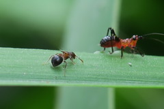 Meranoplus bicolor