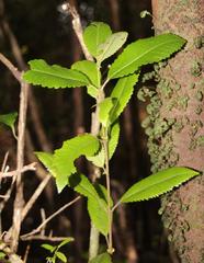 Caldcluvia paniculata