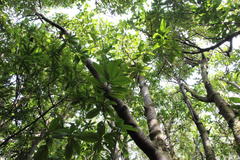 Caldcluvia paniculata