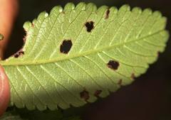 Caldcluvia paniculata