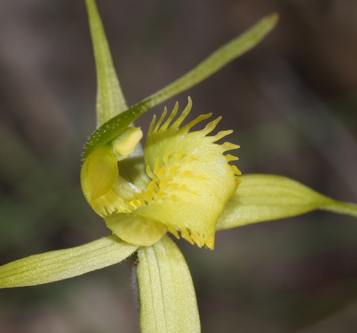 Summer spider orchid (Caladenia flavovirens)