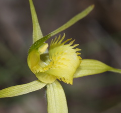 Caladenia flavovirens