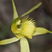 Summer Spider Orchid - Photo (c) Reiner Richter, some rights reserved (CC BY-NC-SA), uploaded by Reiner Richter
