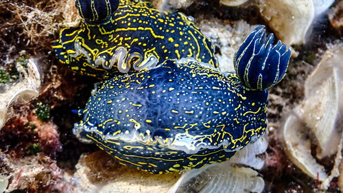 Chromodoris nudibranch