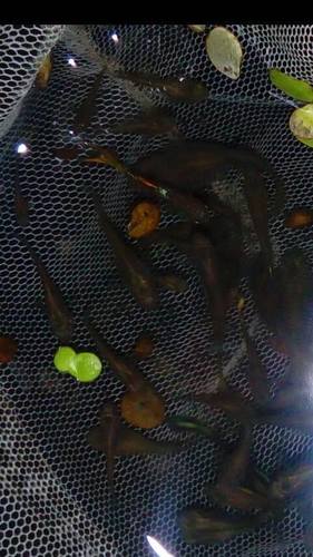 Poecilia reticulata