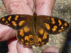 Heteronympha solandri