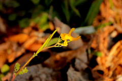 Corydalis micrantha