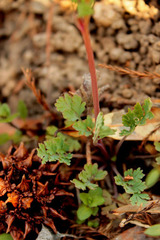 Corydalis micrantha