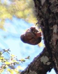 Pygarrhichas albogularis