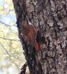 Pygarrhichas albogularis