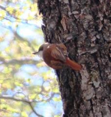 Pygarrhichas albogularis