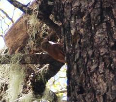 Pygarrhichas albogularis