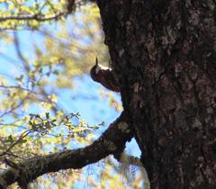 Pygarrhichas albogularis