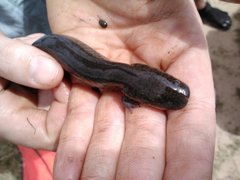 Siren intermedia