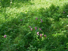 Cypripedium macranthos