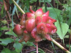 Ampelomyia vitiscoryloides