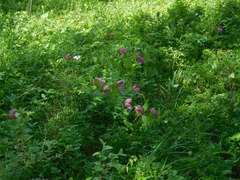 Cypripedium macranthos