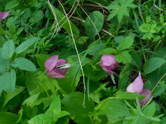 Cypripedium macranthos