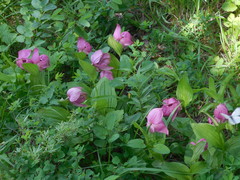 Cypripedium macranthos