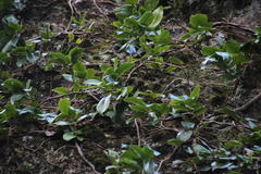 Hydrangea serratifolia