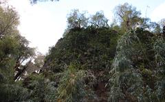 Hydrangea serratifolia