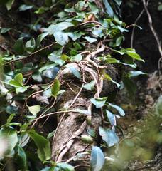 Hydrangea serratifolia