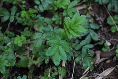 Acaena ovalifolia
