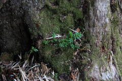 Acaena ovalifolia