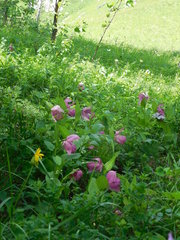 Cypripedium macranthos