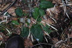 Adenocaulon chilense