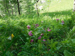 Cypripedium macranthos