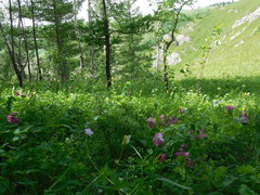 Cypripedium macranthos