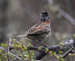 Zonotrichia capensis chilensis